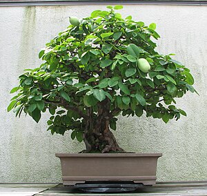 Chinese Quince, 1875-2007.jpg