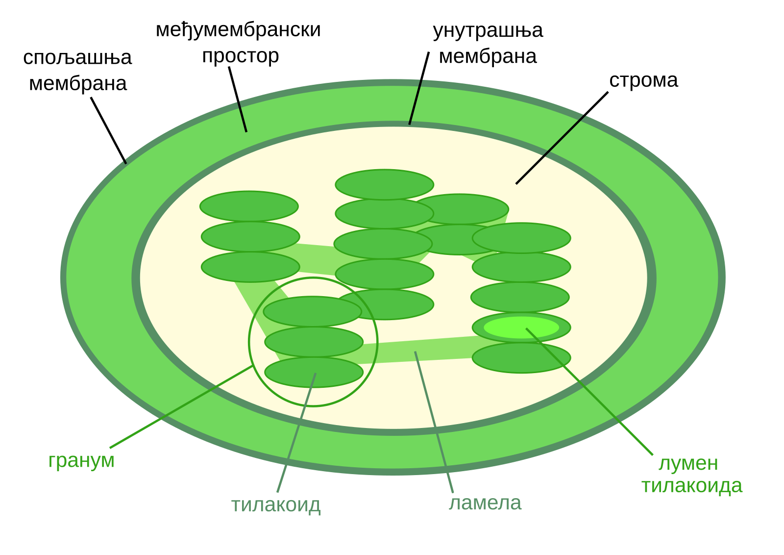 Тилакоиды стромы хлоропласта. Строение хлоропласта Ламелла. Ламеллы хлоропластов. Ламелла тилакоид хлоропласт. Строение тилакоиды хлоропластов.