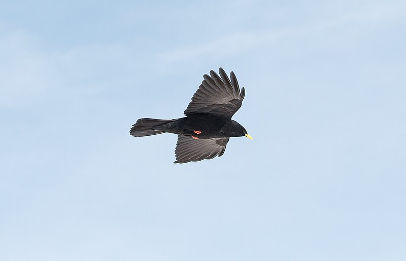 File:Chocard à bec jaune (Pyrrhocorax graculus) - les Arcs 2018.jpg