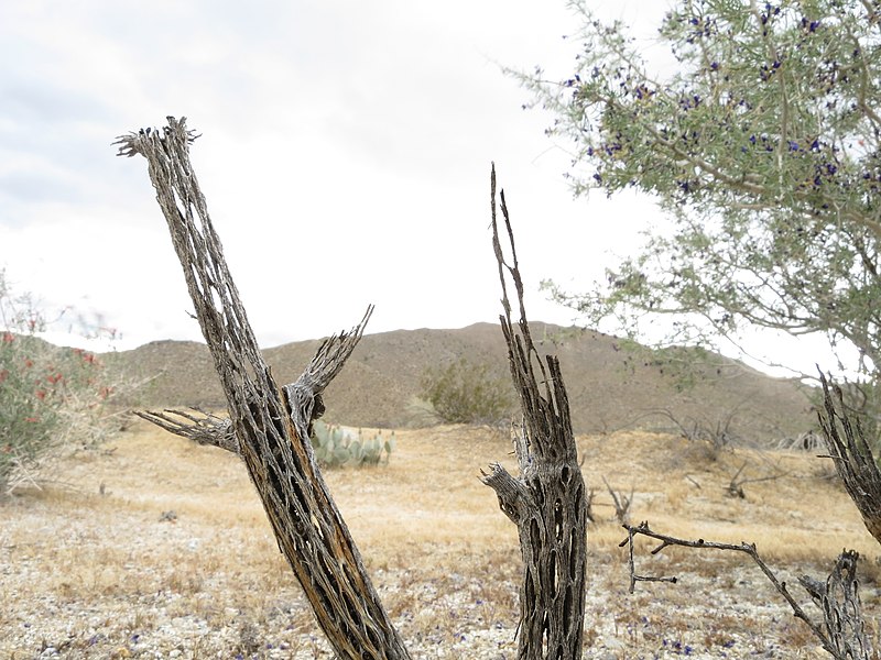 File:Cholla Cactus Skeleton (25752293774).jpg