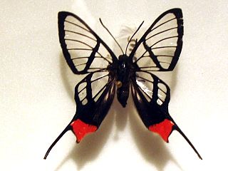 <i>Chorinea octauius</i> Species of butterfly