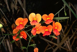 <i>Chorizema diversifolium</i> Species of legume