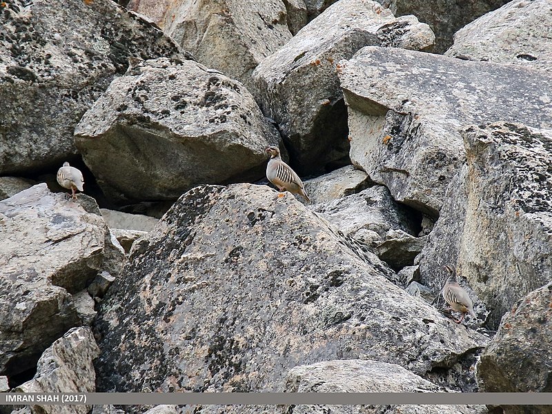 File:Chukar Partridge (Alectoris chukar) (36886967374).jpg