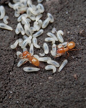 Ants (Formicidae) and their Larvae