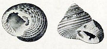 Clanculus Johnstoni 001.jpg