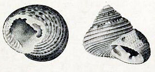 <i>Clanculus johnstoni</i> Species of gastropod