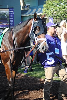 Classic Empire wearing blinkers for the Breeders' Cup Juvenile ClassicEmpire-BCJuv2016.jpg