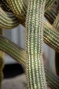 Cleistocactus luribayensis in Tropengewächshäuser des Botanischen Gartens 01.jpg