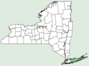 Clematis ochroleuca NY-dist-map.png