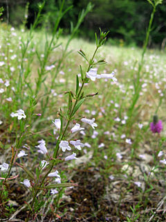 <i>Clinopodium glabellum</i> Species of flowering plant