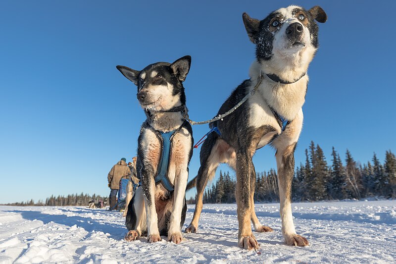 File:Close-up two sled dogs.jpg