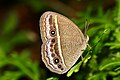 * Nomination Close wing basking position of Telinga nicotia (Westwood, 1850) - Bright-eye Bushbrown. By User:Thamblyok --Sandipoutsider 15:31, 9 July 2023 (UTC) * Promotion Good quality. --Kritzolina 16:50, 9 July 2023 (UTC)