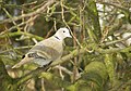 * Nomination Collared Dove (Streptopelia decaocto). --Trachemys 10:47, 31 August 2010 (UTC) * Decline Head partially overexposed. --Quartl 11:13, 7 September 2010 (UTC)