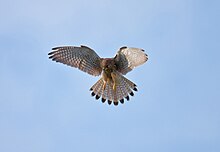 Eurasian kestrel, a common resident. Common-Kestrel-5.jpg