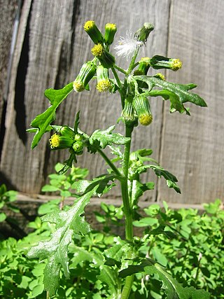 Common Groundsel-branching.jpg