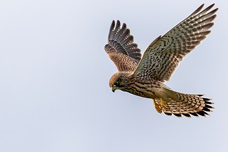 Common kestrel (Falco tinnunculus)