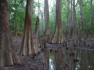 Congaree National Park, South Carolina