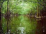 Miniatura para Parque nacional Congaree