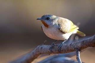 <span class="mw-page-title-main">Rufous-throated honeyeater</span> Species of bird
