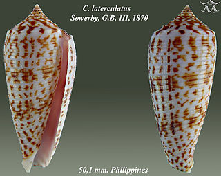 <i>Conus laterculatus</i>