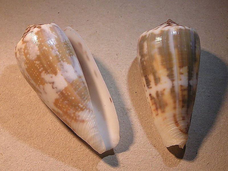 File:Conus magus 008.jpg