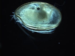 <span class="mw-page-title-main">Myodocopida</span> Order of seed shrimps