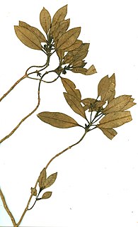 <i>Coprosma huttoniana</i> Species of plant