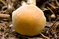 クリフウセンタケ Cortinarius tenuipes