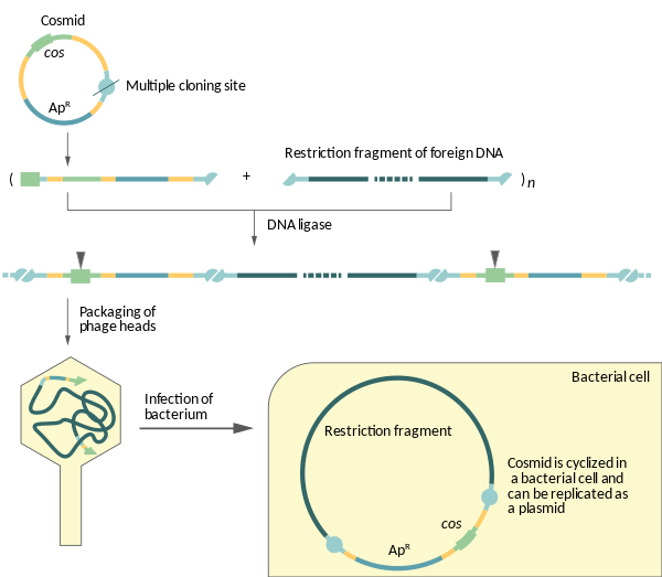 Scheme of DNA cloning in a cosmid vector. Cosmid (English).svg