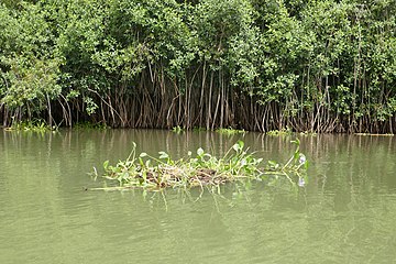 Mangrovea joen rannalla.