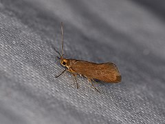 Category:Crassa unitella - Wikimedia Commons