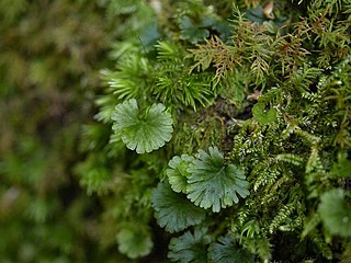 <i>Crepidomanes</i> Genus of ferns