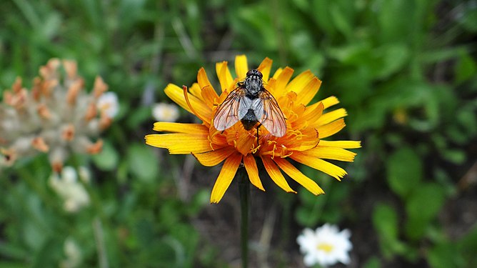 Crepis aurea in Vanoise National Park, France