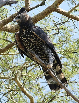 Crowned Eagle (Stephanoaetus coronatus), at Ndumo Nature Reserve, KwaZulu-Natal, South Africa (28328514704).jpg