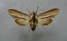 Cucullia scrophulariae.jpg