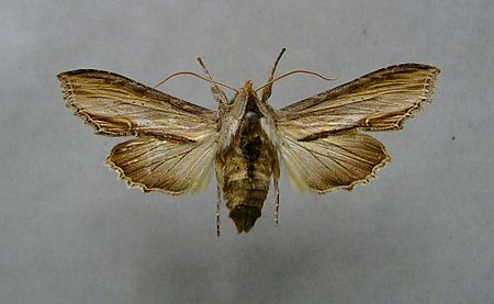 Shargacucullia_scrophulariae