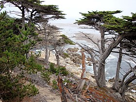 With Pinus radiata, 17 Mile Drive, Monterey, California