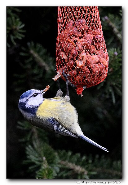 File:Cyanistes caeruleus feeding.jpg