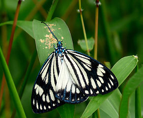 Cyclosia papilionaris feeding on a bird dropping