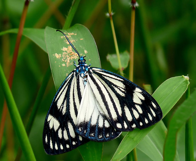 Cyclosia papilionaris consuming bird droppings