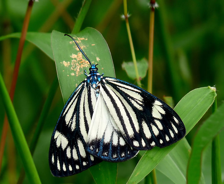 File:Cyclosia papilionaris by Kadavoor.JPG