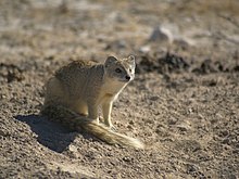 Yellow mongoose