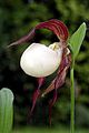 Cypripedium kentuckiense