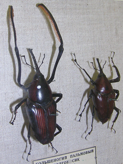 <span class="mw-page-title-main">Rhynchophorini</span> Tribe of beetles