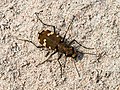 * Nomination Dune Sand Beetle (Cicindela hybrida) --Ermell 07:42, 31 January 2023 (UTC) * Promotion Beautiful. -- Ikan Kekek 08:30, 31 January 2023 (UTC)