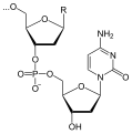 Deutsch: Struktur einer DNA-Kette mit Cytosin als letzte Base am 3'-Ende English: Structure of a DNA chain with cytosine as last base at the 3' end