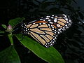 Monarch butterfly, showing underside of wings