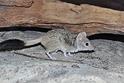 Gray antechinus