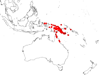 <i>Decaisnina hollrungii</i> Species of epiphyte