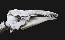 Delphinapterus leucas beluga MNHN.jpg
